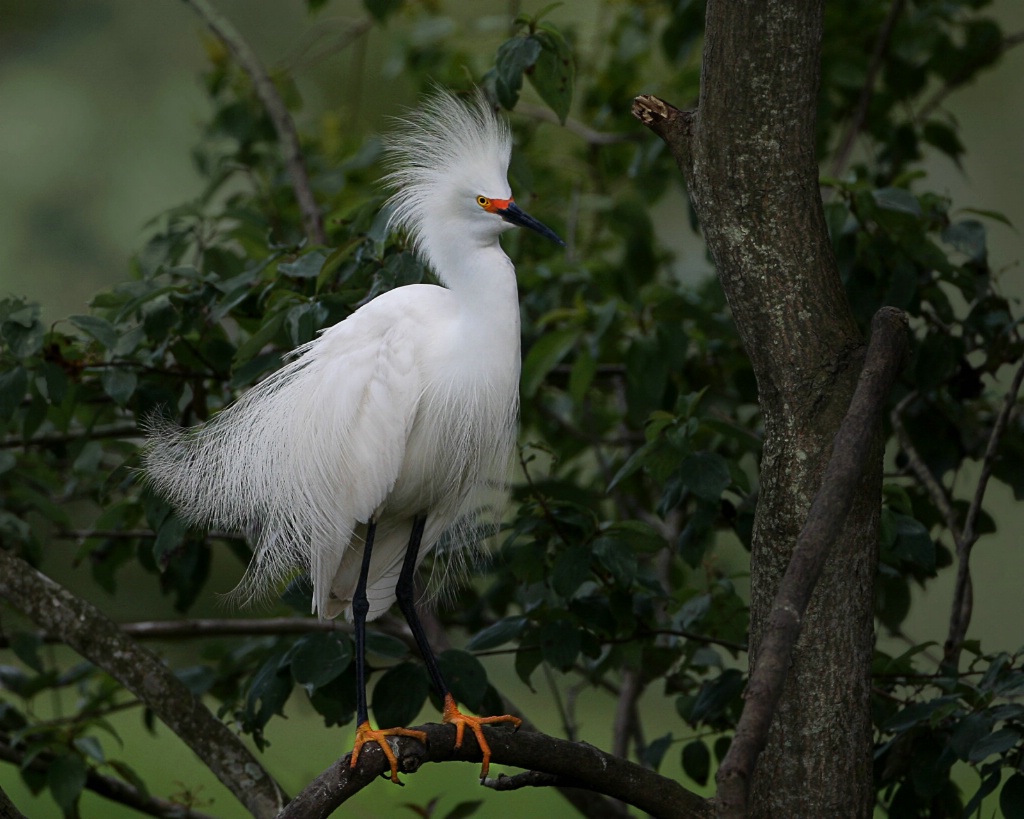 Elegantly Dressed Egret
