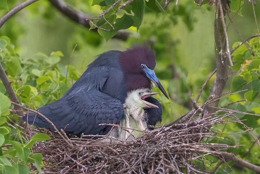Protective Little Blue Heron Mom