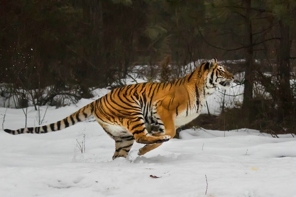 Running Tiger