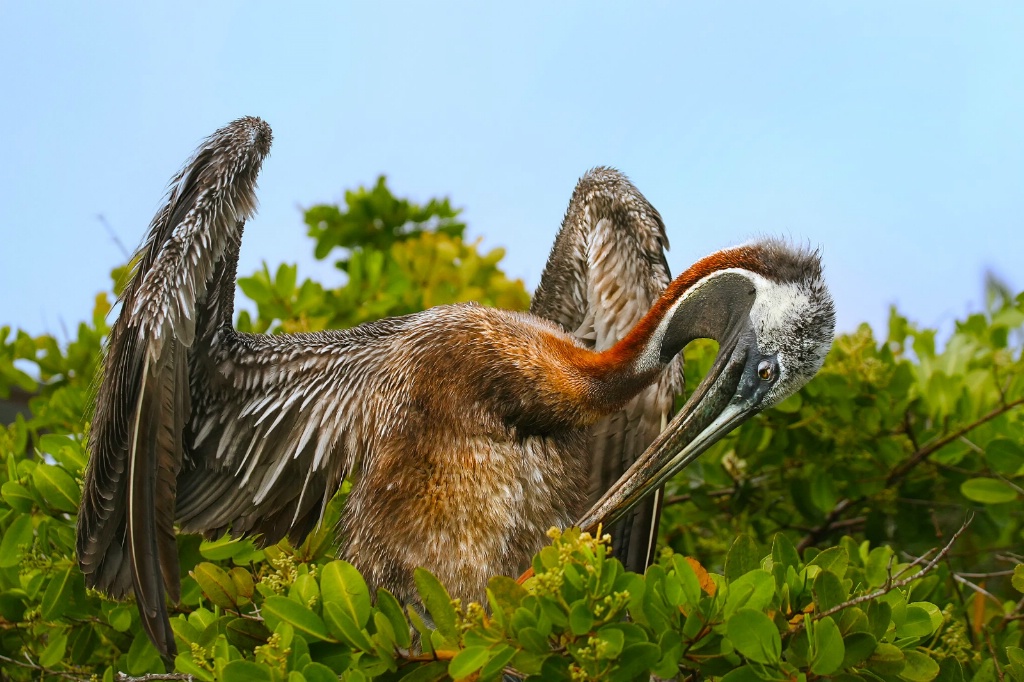 Preening Pelican