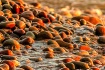 Sunset stones