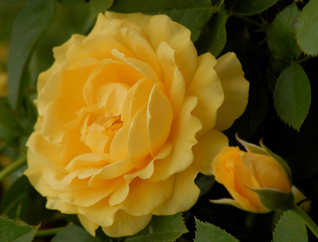 Floribunda Rose: Julia Child - ID: 15203124 © Kathleen McCauley