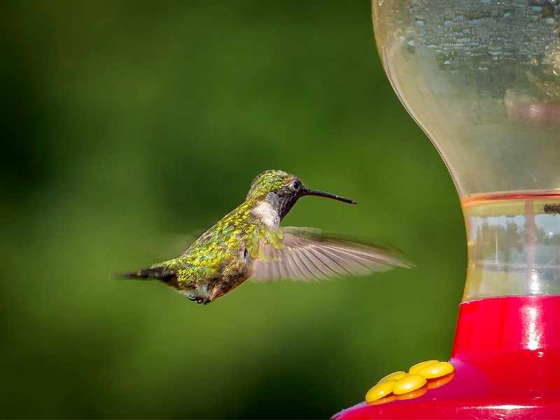 One More Hummer