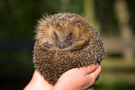 Hedgehog