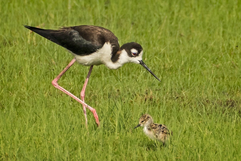 Black Necked Stilt and Chick  