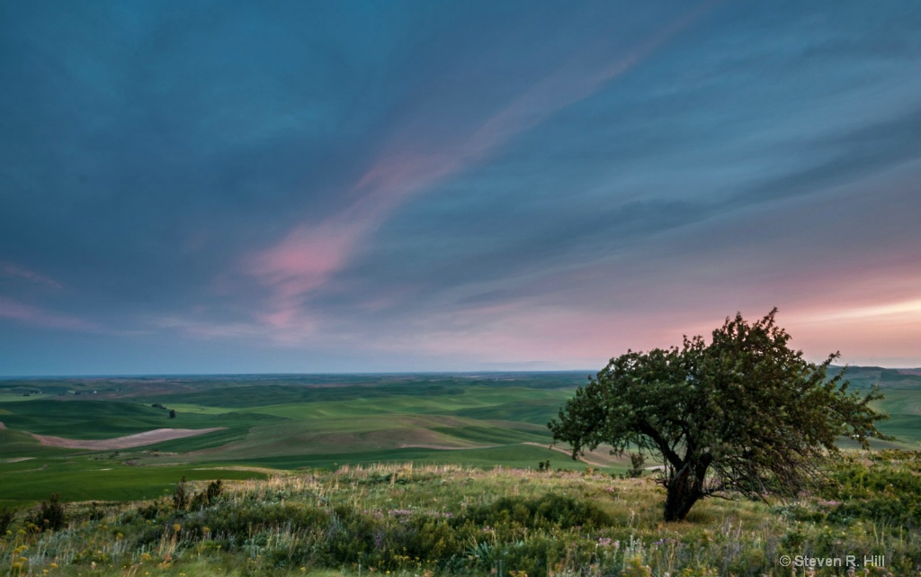After -- Lone Tree, Palouse