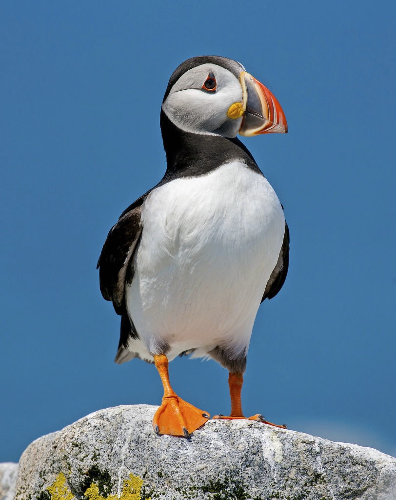 Puffin10