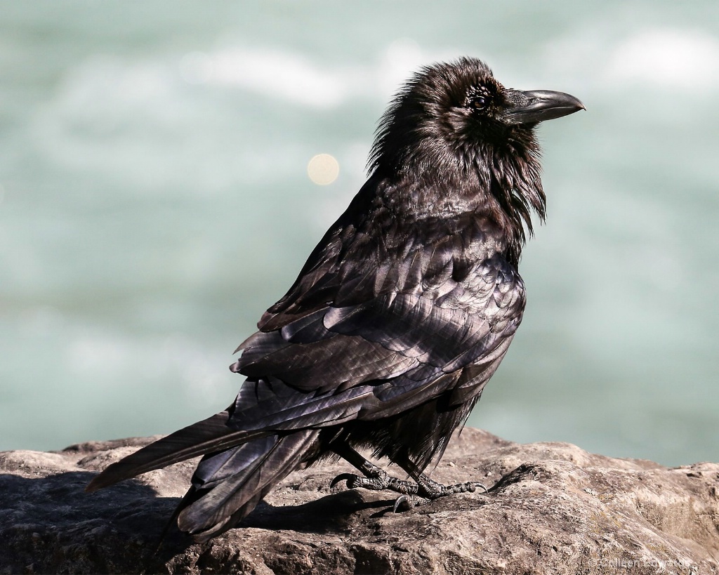 Puffed Up and Showing Off