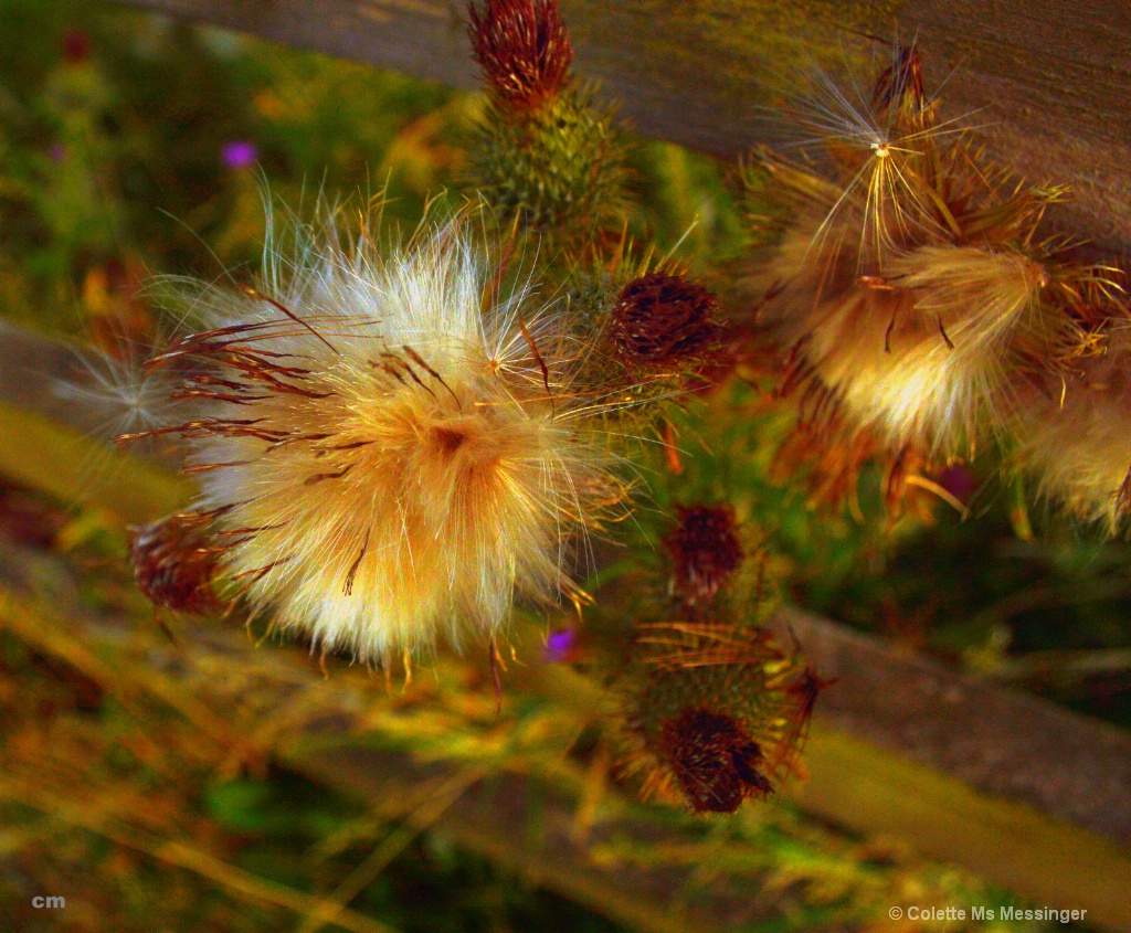 AUTUMN THISTLE 16.JPG