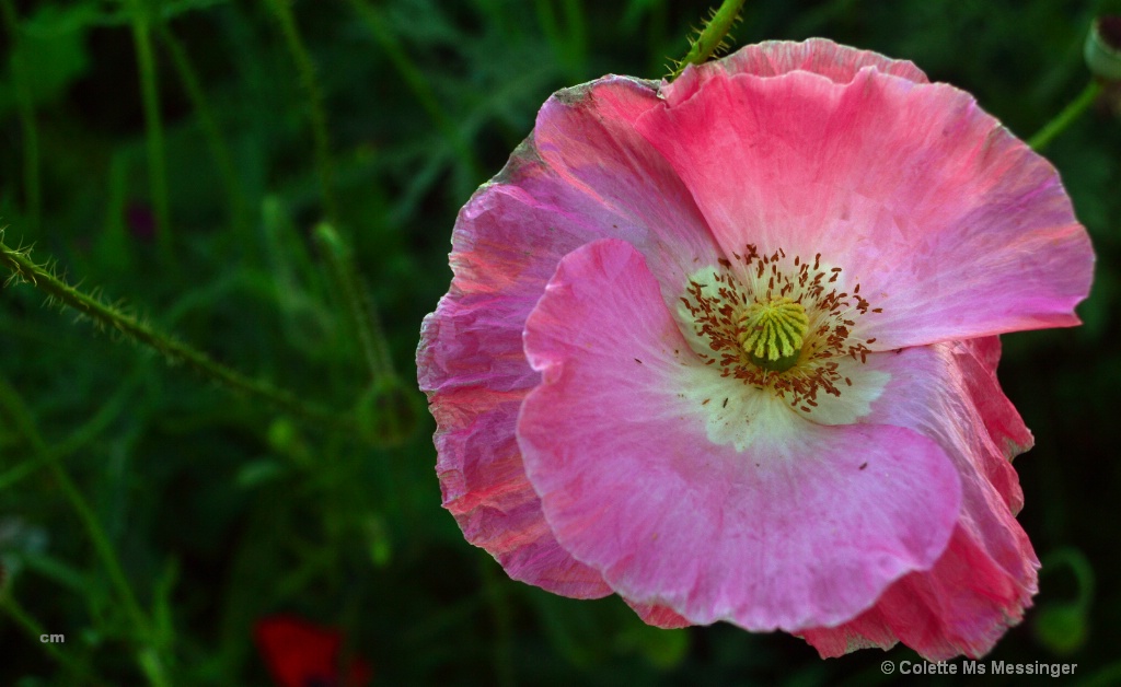 POPPY PINK 16.JPG