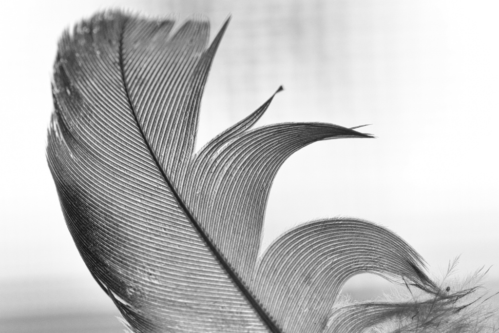Feather in Black&White