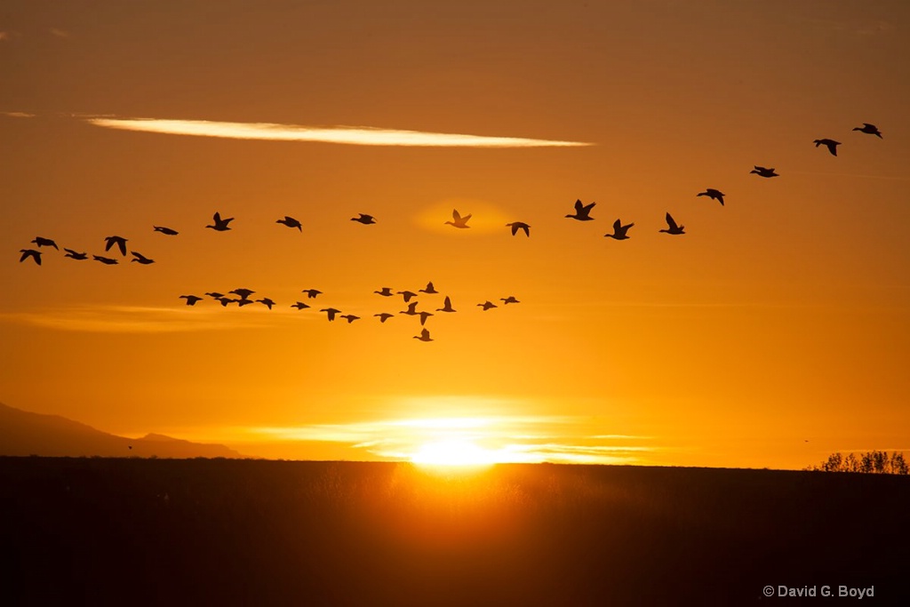 Bosque del Apache Sunset