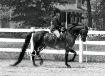 Horse Show