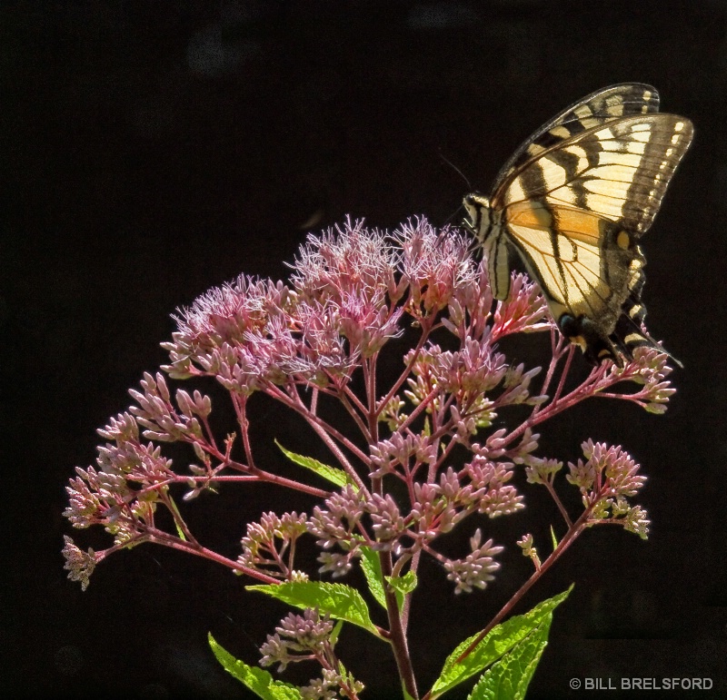 EASTERN TIGER SWALLOWTAIL