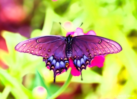 Glow Butterfly