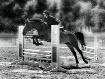 Horse Jumping