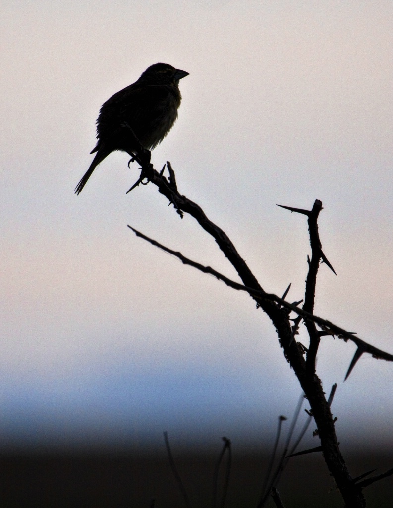 Bird and Branch