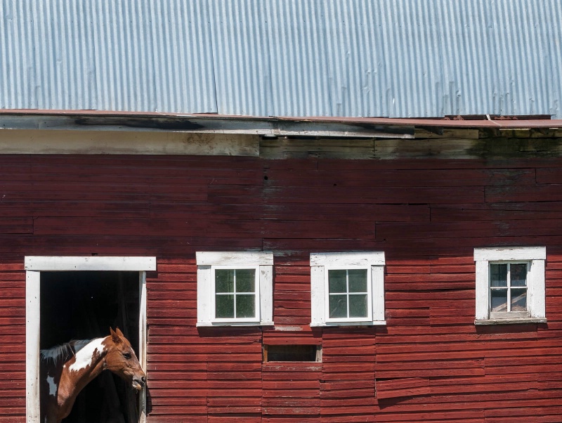 Horse and Red Barn