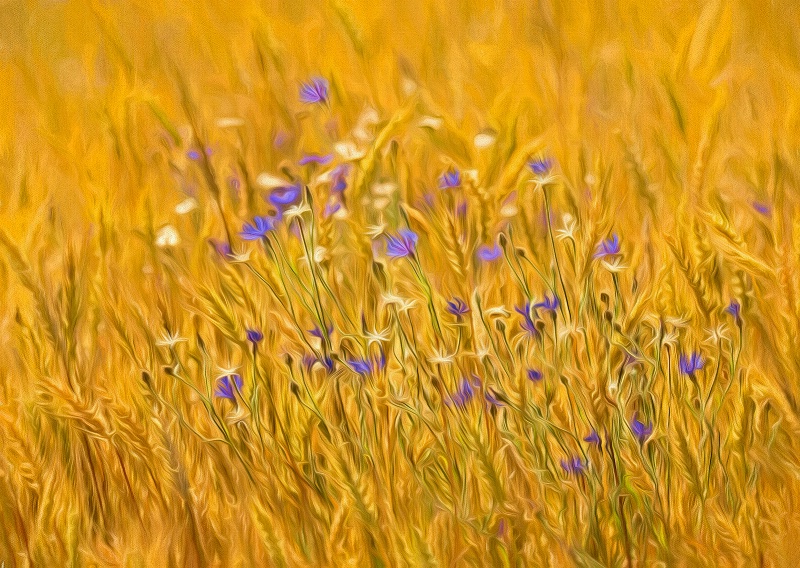 The Wheatfield   