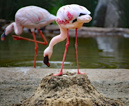 Flamingo checking egg!