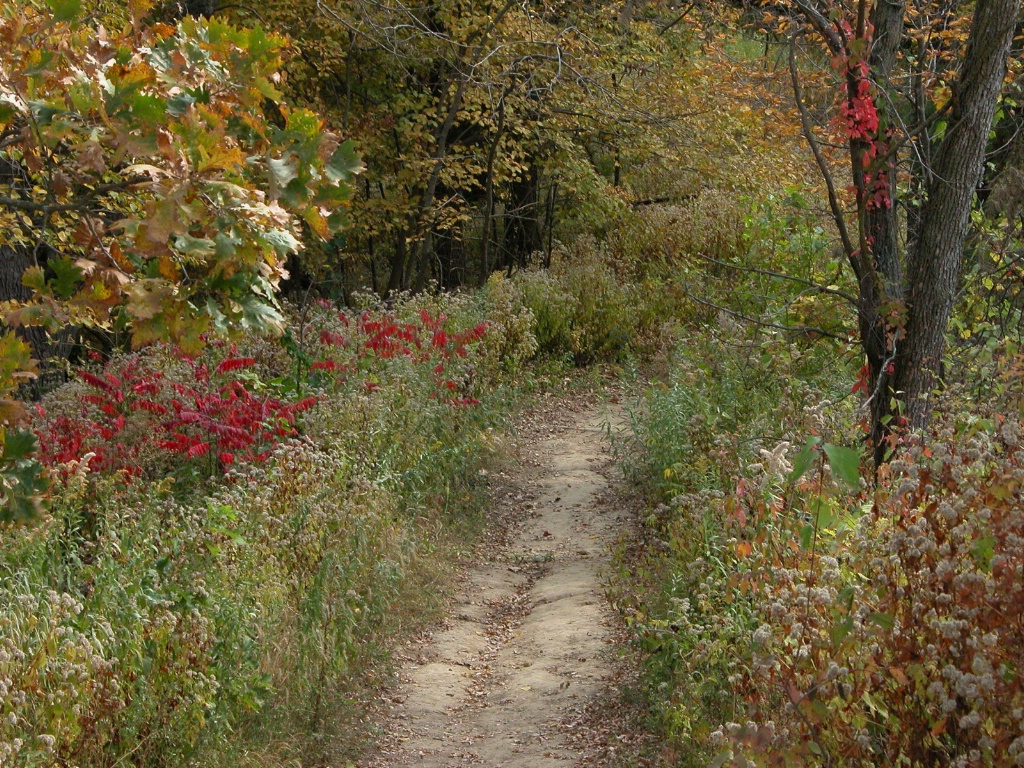 Autumn walk through Badger Ridge - ID: 15205587 © Kathleen McCauley