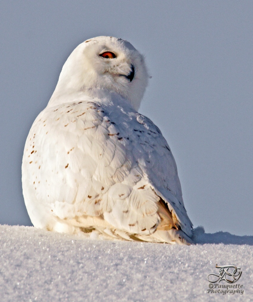 "I've got my eye on you" Snowy Owl