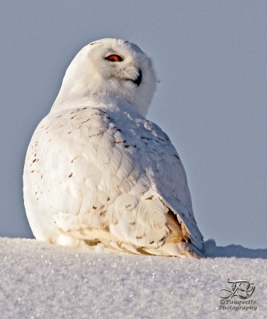"I've got my eye on you" Snowy Owl