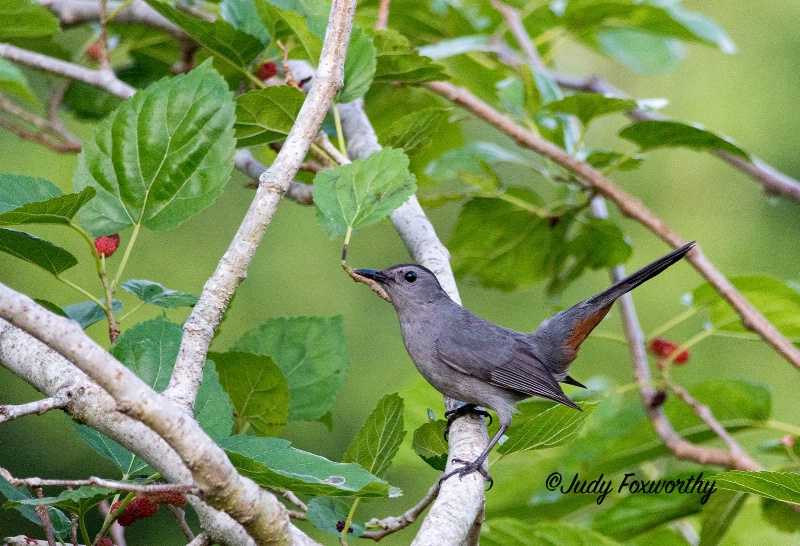 Grey Catbird In A Mulberry Bush