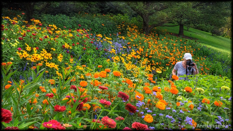 In the Meadow