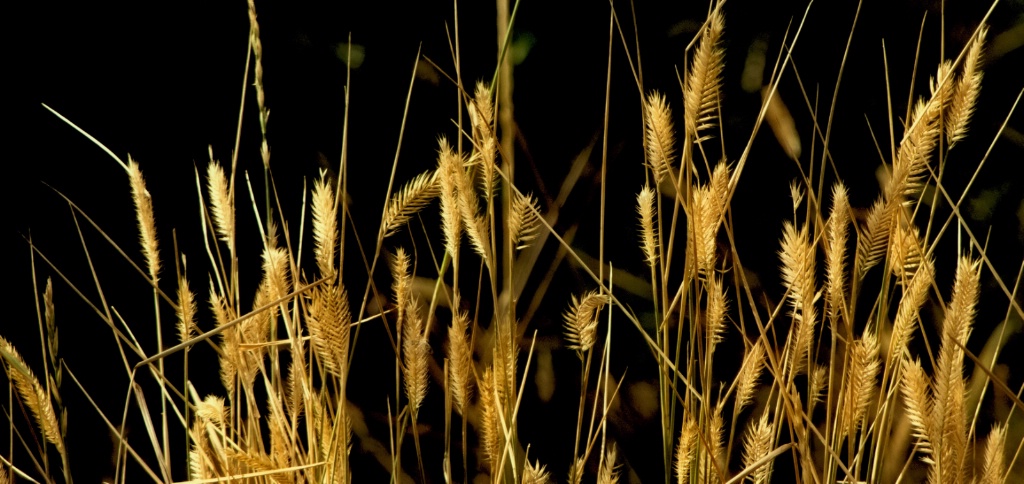 Late Summer Grass