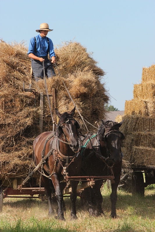 Harvest Time