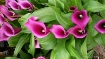 calla lily