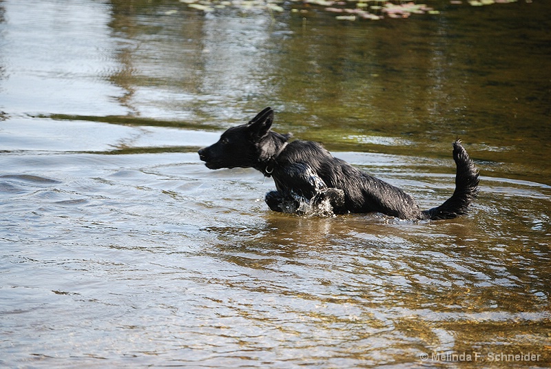 Jump in the Water