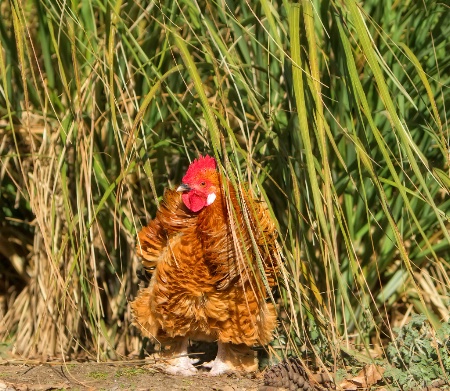 Frizzle chicken