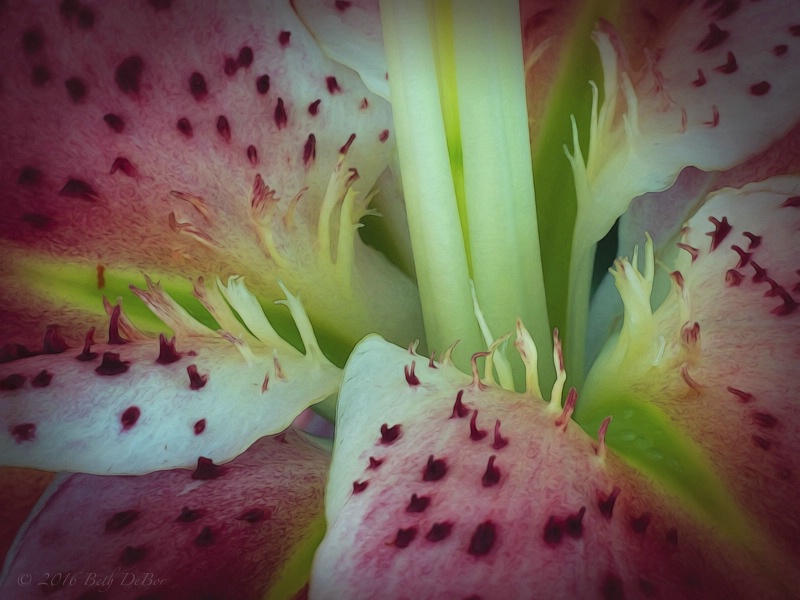 Lily Up Close