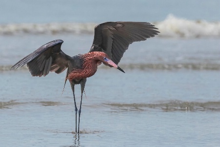 Fishing Egret