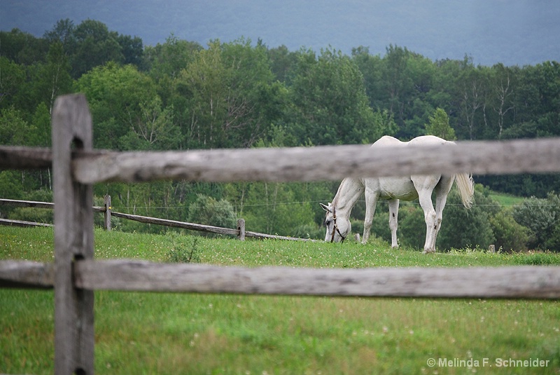 Grazing