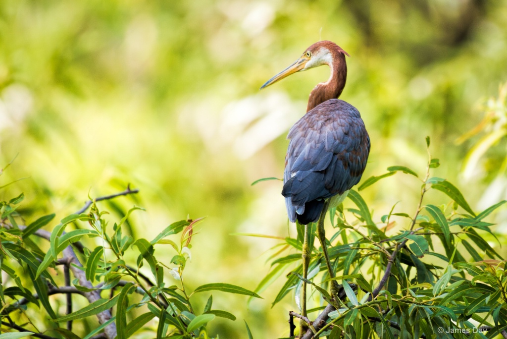 TRICOLORED HERON