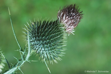 Thistle, browned