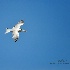 2Royal Tern In Flight Over Guana River - ID: 15207660 © Carol Eade