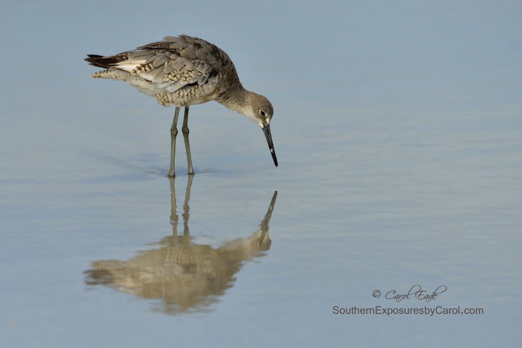 Reflecting Willet