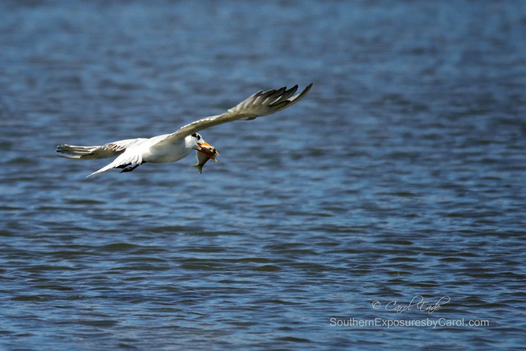 Royal Tern with Catch - ID: 15207667 © Carol Eade