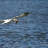 2Royal Tern with Catch - ID: 15207667 © Carol Eade