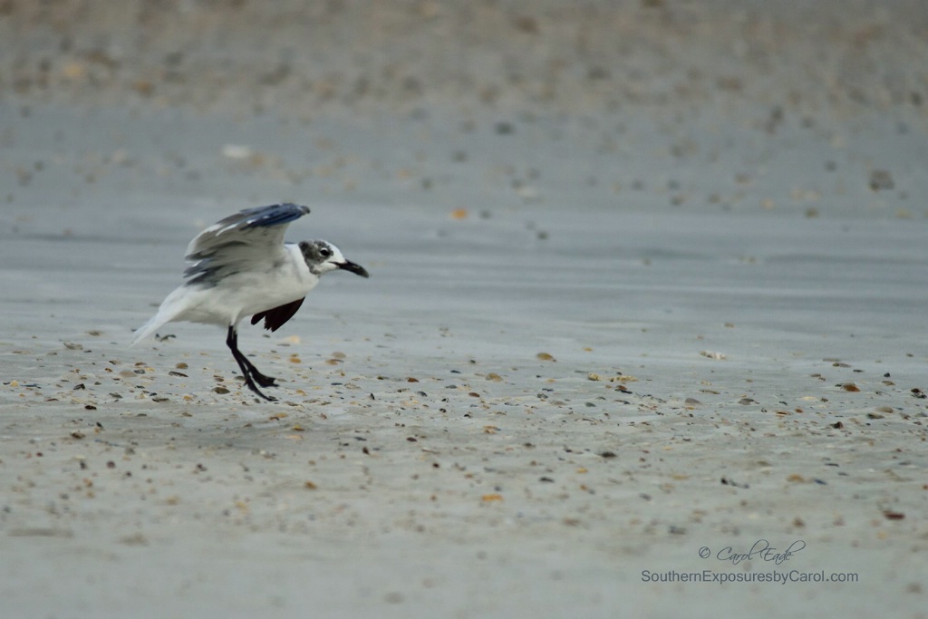 Gull's Landing - ID: 15207671 © Carol Eade