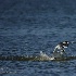 2Royal Tern with Fresh Catch - ID: 15207680 © Carol Eade