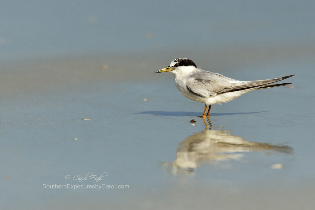 Least Tern with Afternoon Reflection - ID: 15207685 © Carol Eade