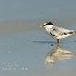 2Least Tern with Afternoon Reflection - ID: 15207685 © Carol Eade