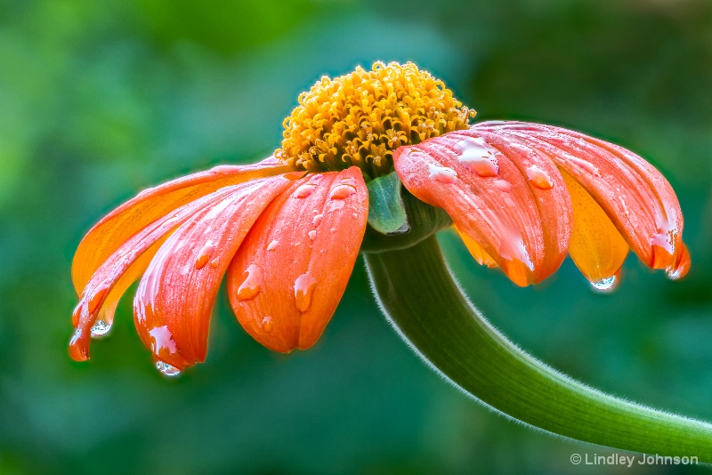 Summer at the Chicago Botanic Garden