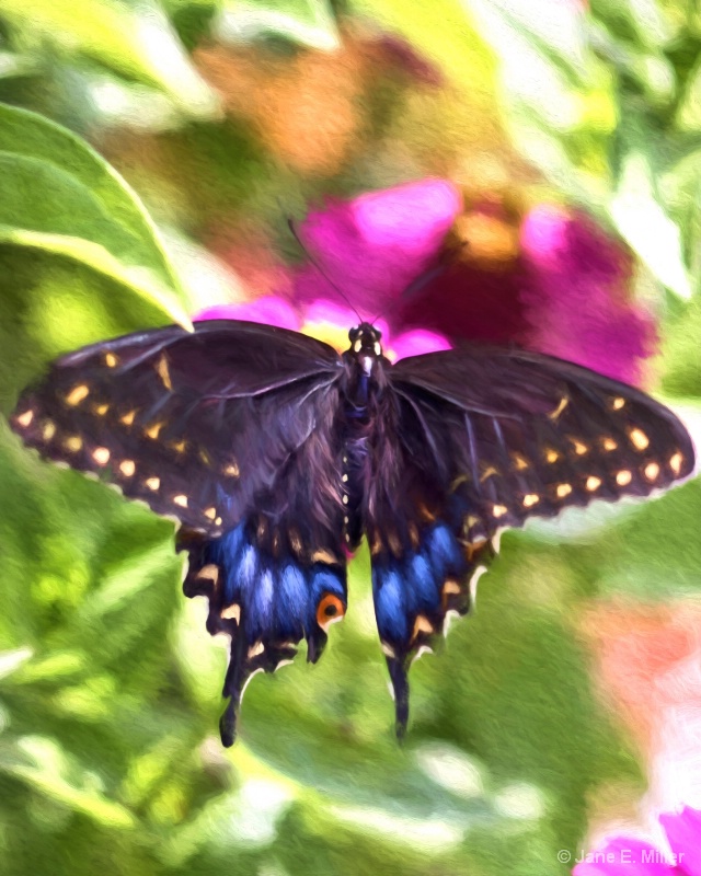 Black Swallowtail Painting