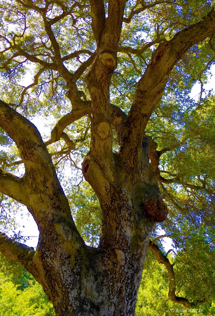 Stately Grandfather Oak - ID: 15207770 © Alice Kozar